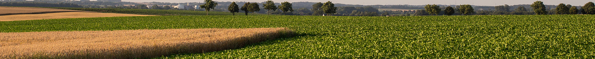 Activit&#233;s du N&#233;goce Agricole ADS Agro