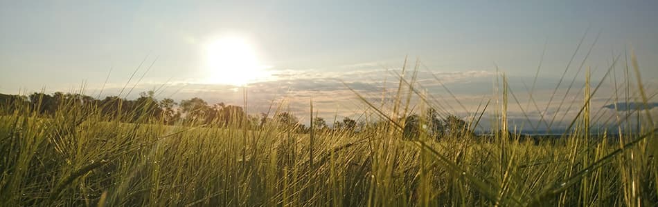 champ de bl&#233; avant le coucher du soleil