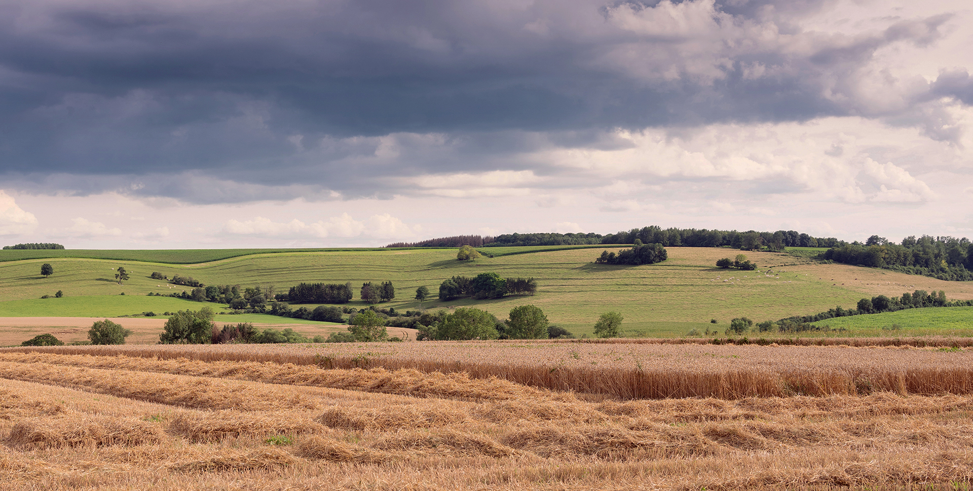 vue panoramique d&#39;un champ en r&#233;colte