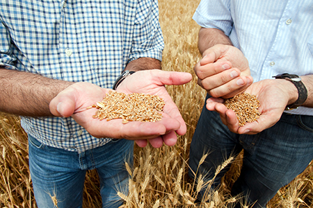 deux personnes tenant des grains dans leurs mains